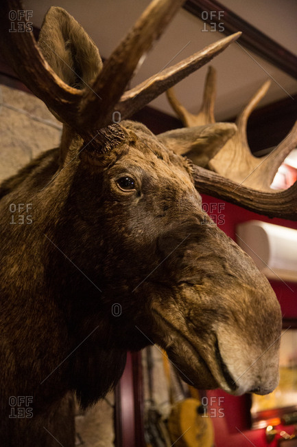 St. Petersburg, Russia - March 28, 2017: Moose head mounted on wall