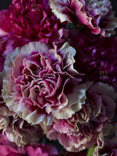 Close-up of dark pink and white carnations