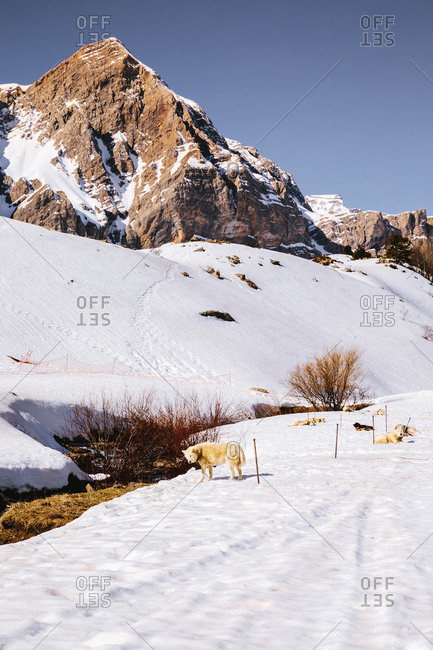 The dogs resting in a snow in sunny winter day