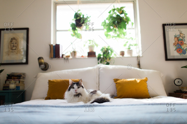 Furry cat lying on a bed
