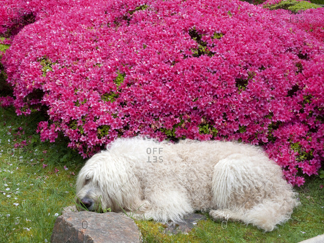 White dog sleeping next to azalea bush