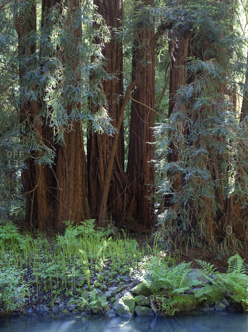 Redwood trees and ferns in Muir Woods