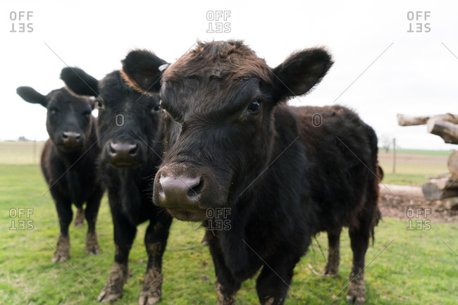Portrait of three black cows