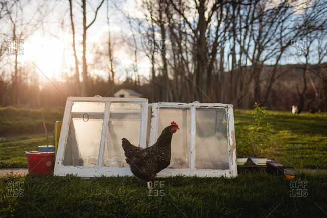 Chicken standing in front of a pen made from old windows