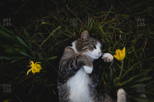 Cat lying on its back in grass and yellow flowers