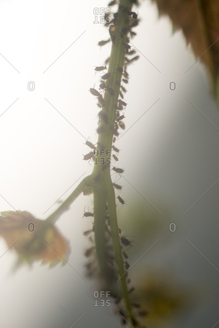 Aphids walking along a plant