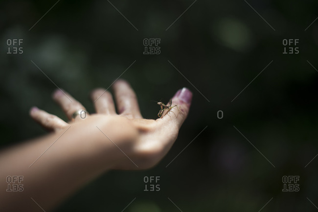 Praying mantis on woman\'s hand
