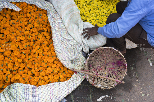 Man sorting marigolds at a flower market in Kolkata, India