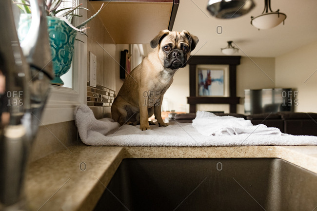 Pug sitting on towel on kitchen counter next to sink