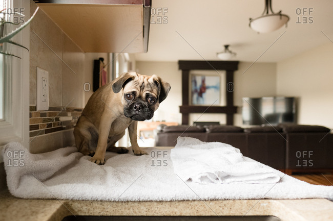 Pug sitting on towel on kitchen counter