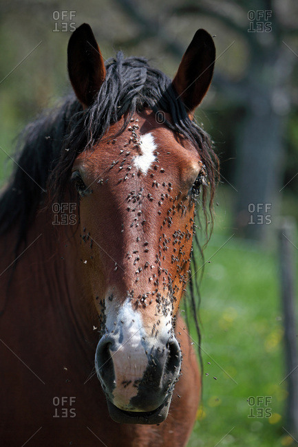 France, Portrait of a Bay horse with a white mark on the forehead, with flies on his snout