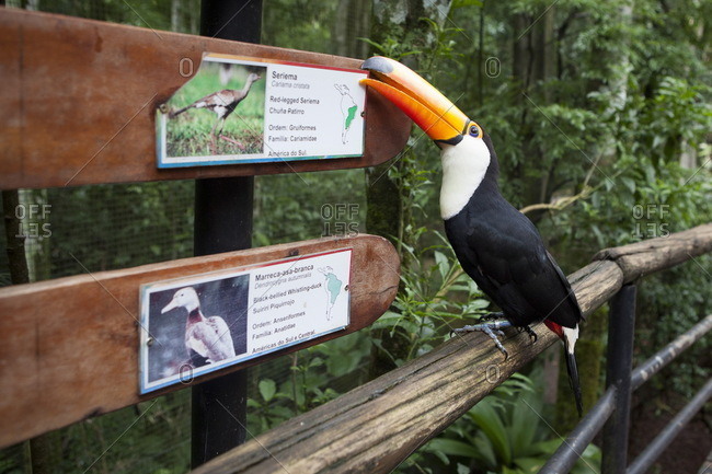 Brazil, Iguazu, Toco toucan trying to eat the panel of identification in the aviary of the birds park