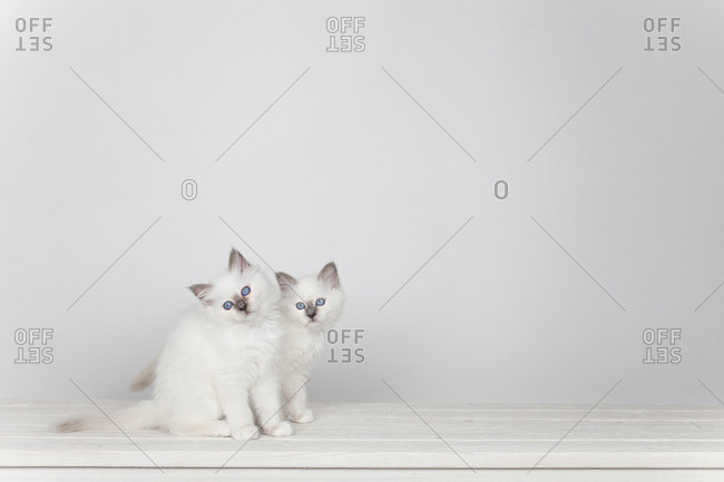 Two sacred barman kittens on white background