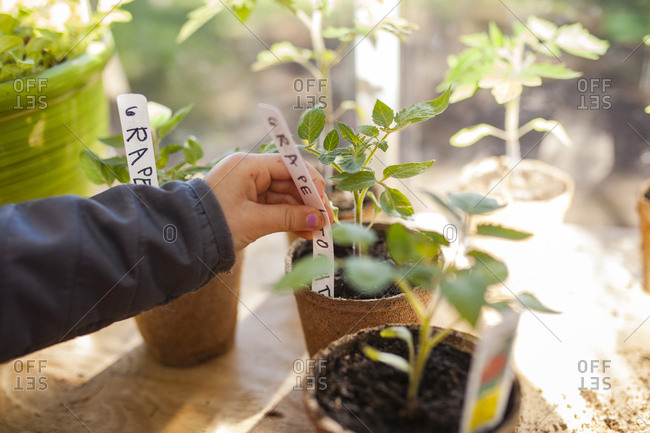 Cropped hand of girl putting labels in saplings at greenhouse
