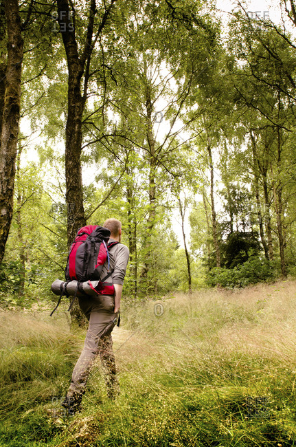 Rear view of male hiker hiking on grassy field in forest