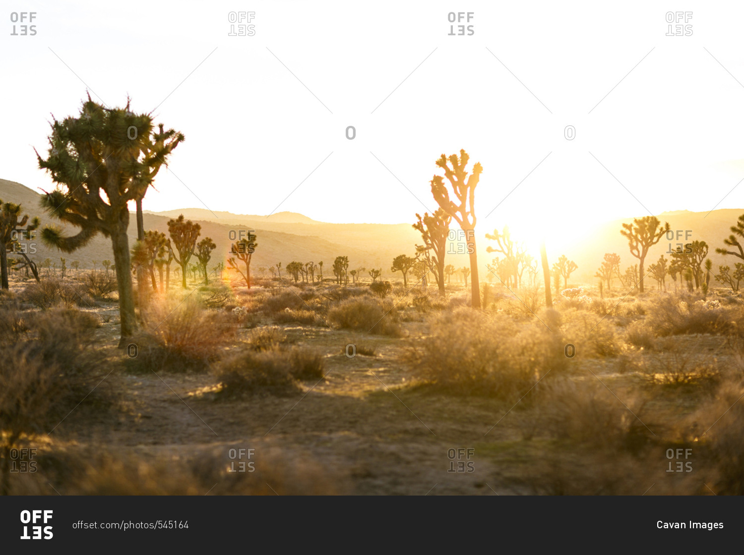 Trees growing on field at Joshua Tree National Park against clear sky