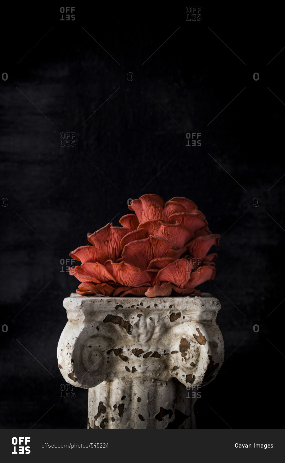 Mushroom on old pedestal against black background