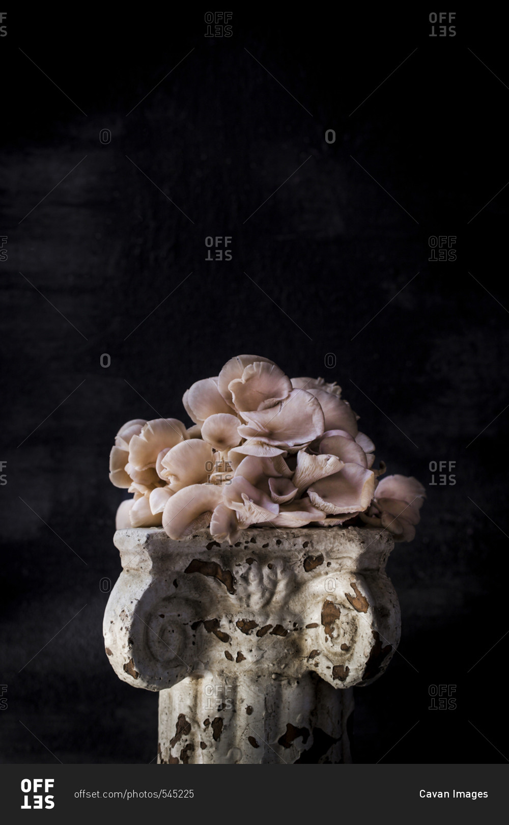 White mushroom on old pedestal against black background