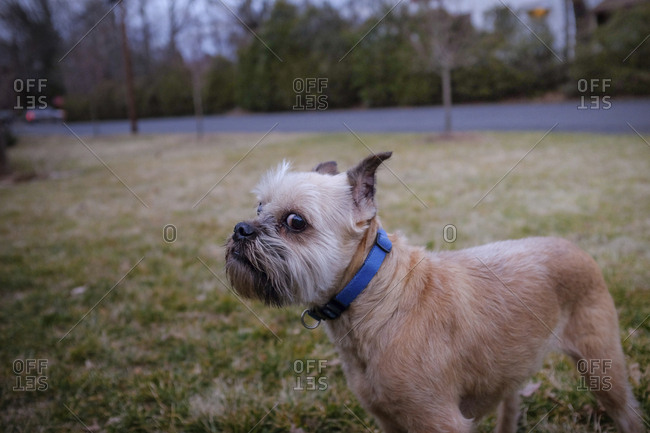 Side view of dog looking away while standing on grassy field at park