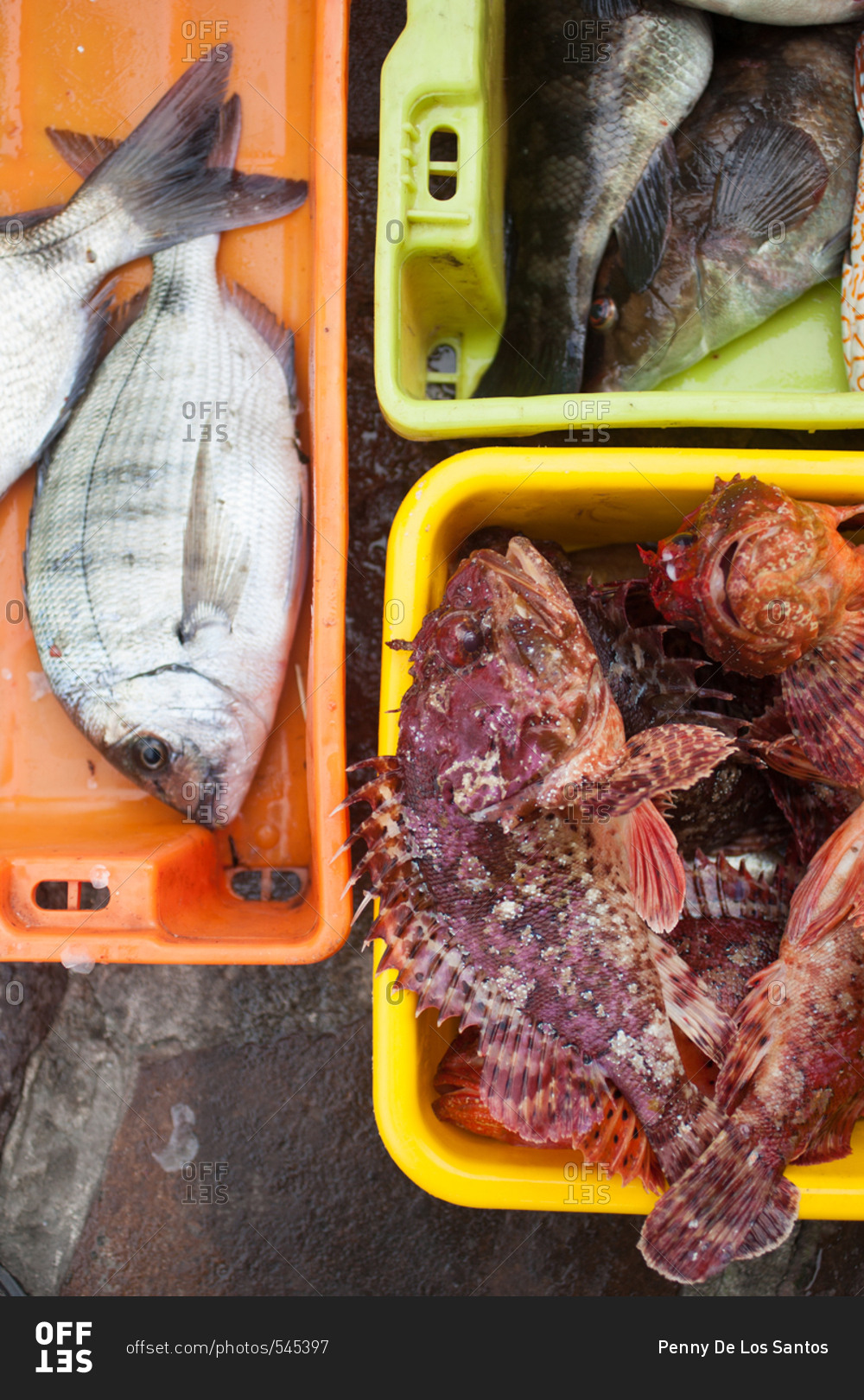 Different types of fish in buckets stock photo OFFSET