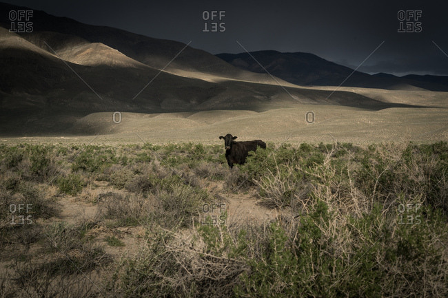 A cow near the Sierra Nevada mountains