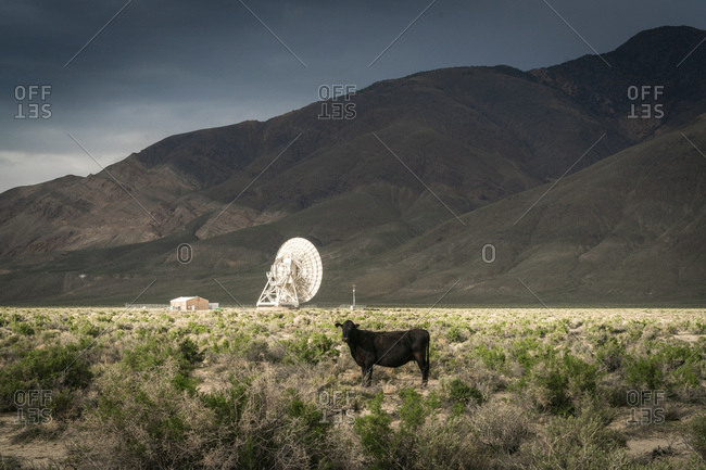 Cow near a radio telescope