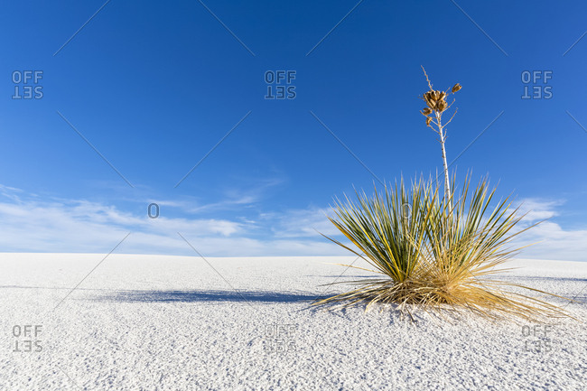 USA- New Mexico- Chihuahua Desert- White Sands National Monument- soap tree on desert dune