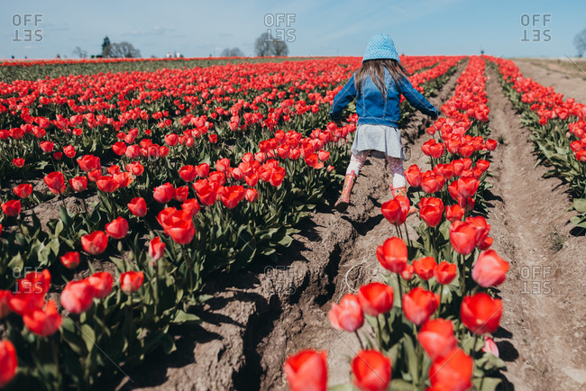 Young girl walking between rows of red tulips