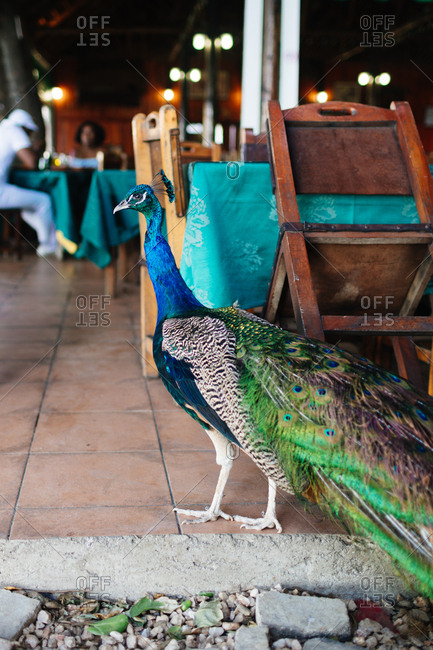 Peacock standing in a hotel restaurant, Havana