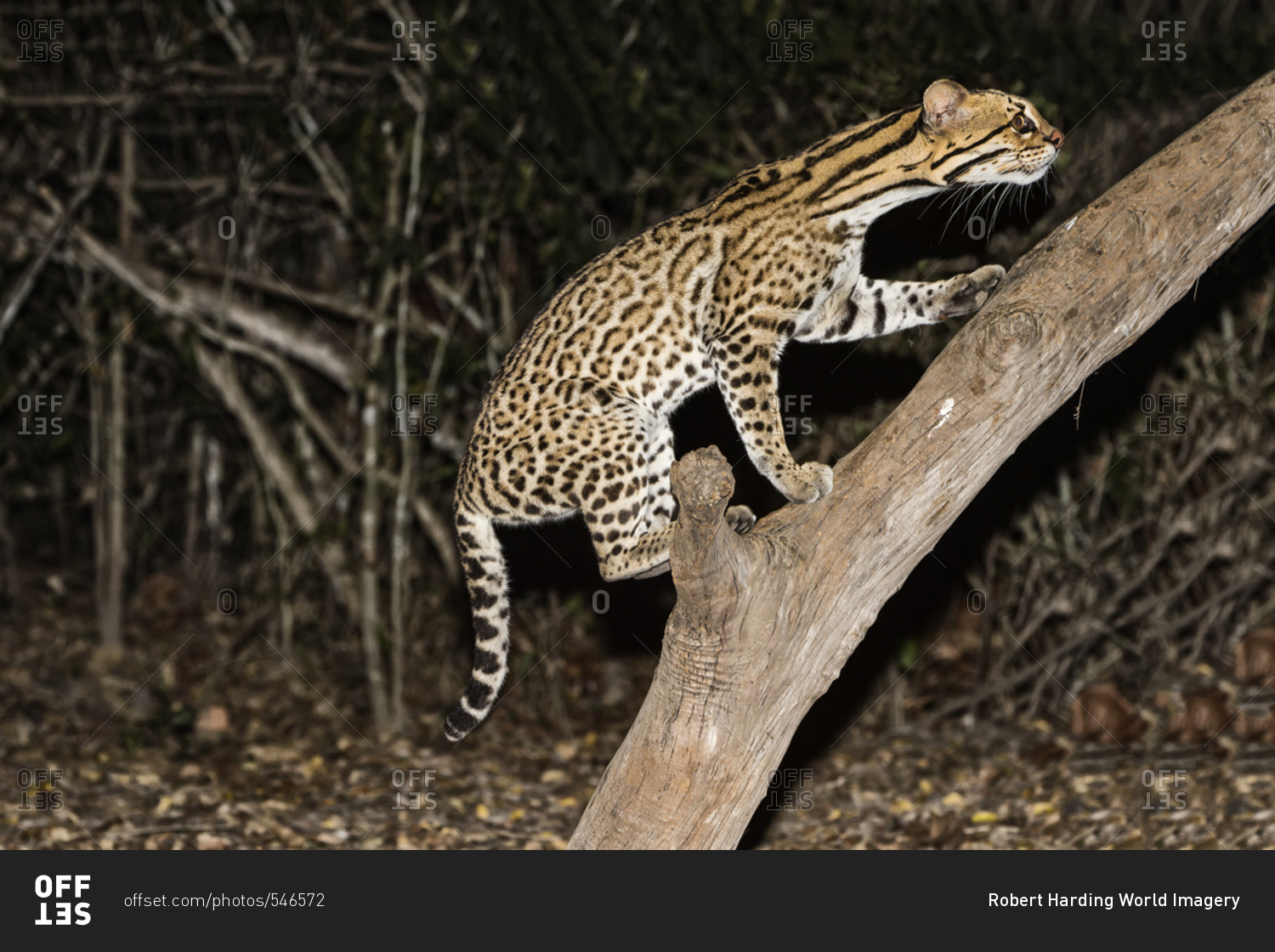 Ocelot (Leopardus pardalis) at night, Pantanal, Mato Grosso, Brazil, South America