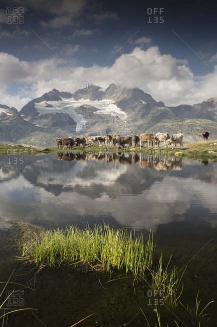 Cows grazing on green pastures surrounding the alpine lake, Val Bugliet, Canton of Graubunden, Engadine, Switzerland, Europe
