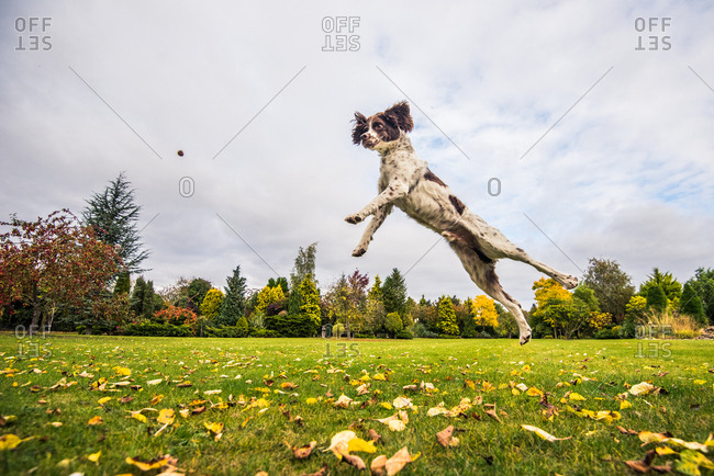 Springer Spaniel jumping to catch treat, United Kingdom, Europe