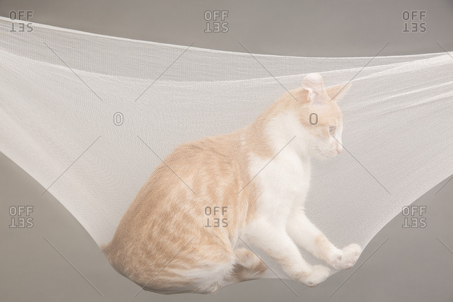 Side view of cat sitting in net against gray background