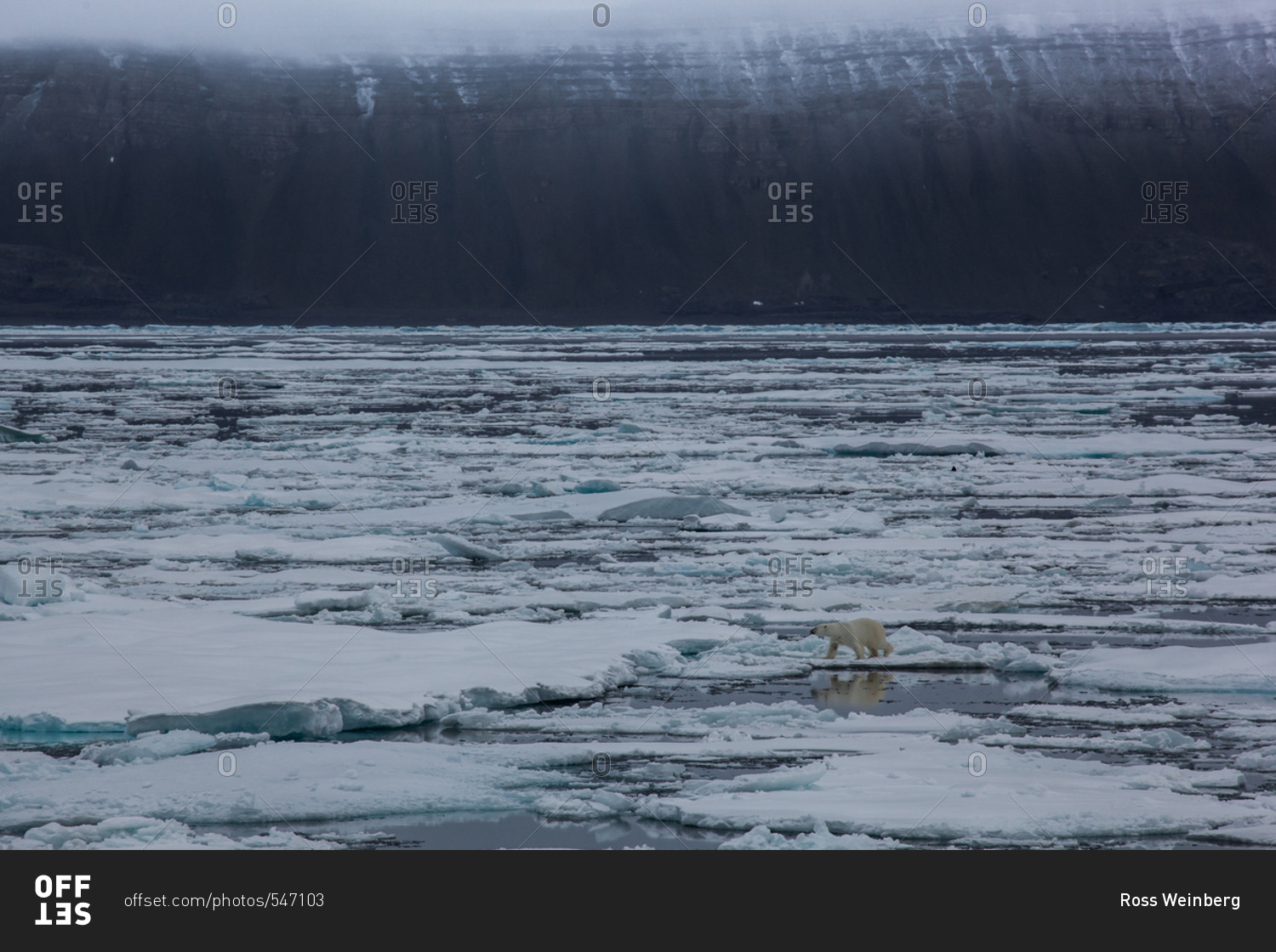 A polar bear (and reflection) walks across the fast ice in northern Canada near ellesmere Island.