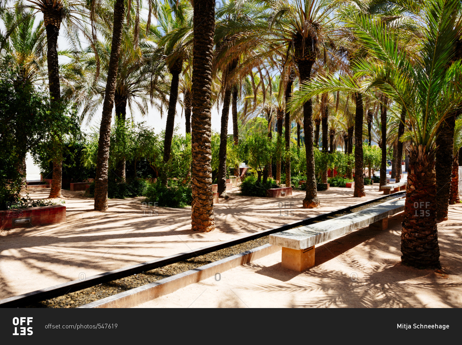 palm-trees-in-lisbon-portugal-stock-photo-offset