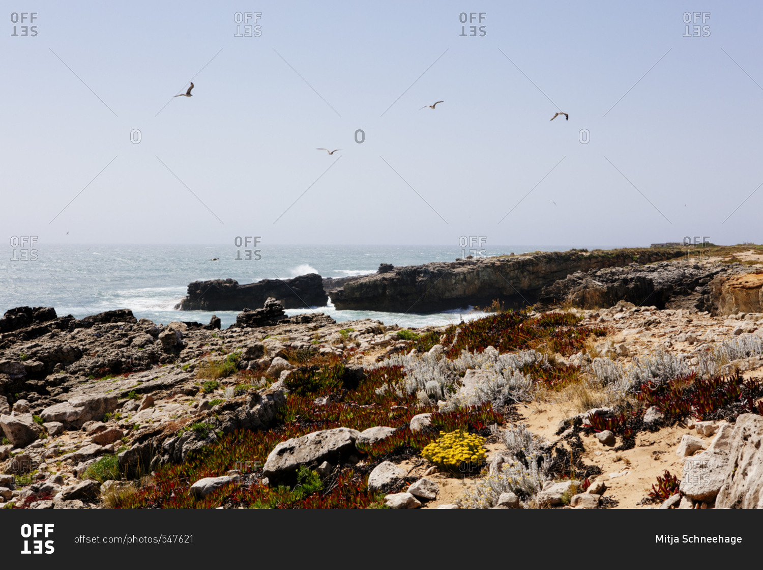 Birds flying over rocky coast in Portugal