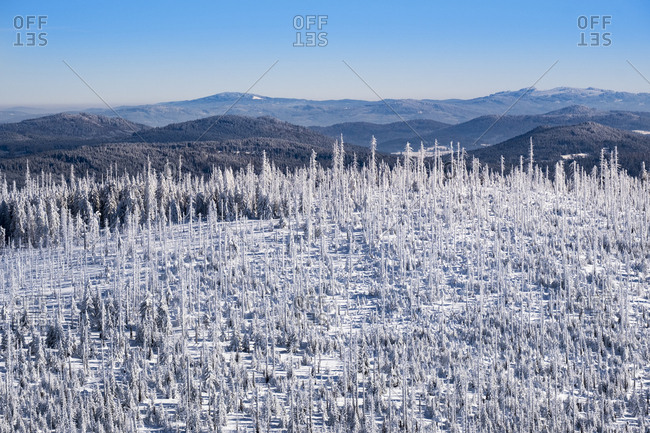 Germany- Bavaria- view from Lusen at snow-covered Bavarian Forest with natural regeneration