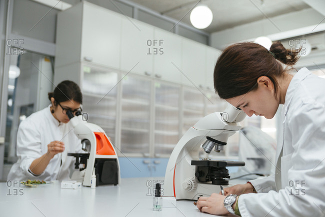 Laboratory technicians using microscopes in lab