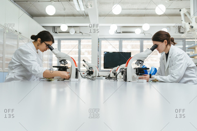 Laboratory technicians using microscopes in lab