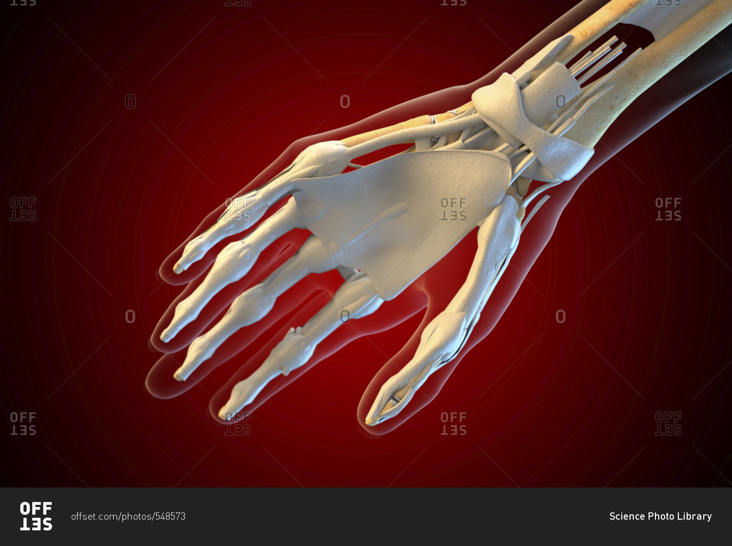 ligaments-of-the-human-hand-stock-photo-offset