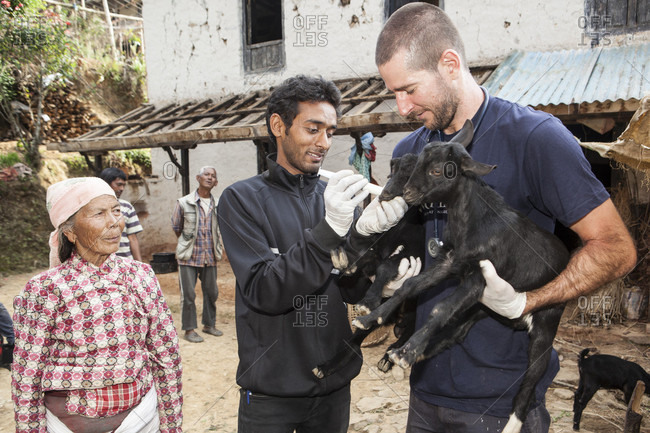 Lele Village, Bagmati, Nepal - May 4, 2015: World Vets International Aid  for Animals Team helping villagers to rescue and treat animals in Lele Village, 16 Kms from Patan. Nepal.