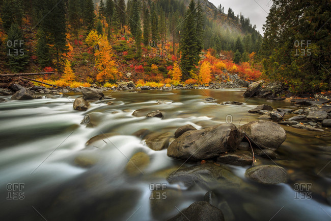 Fall Color Illuminates The Flowing Water Of Icicle Creek