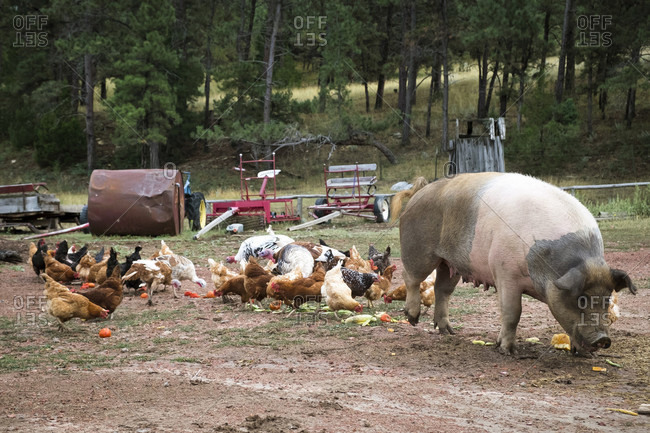Flock Of Chickens And Pig On Ranch