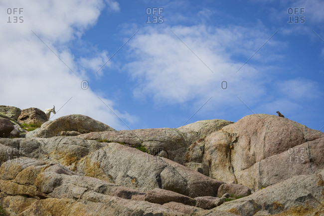 Mountain Goat And Marmot On Rock