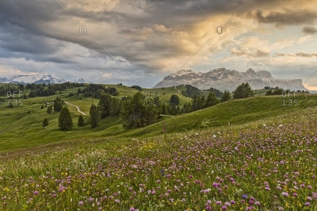 Flowery meadow in Pralongia, in the background Marmolaga and Sella mountain, Badia Valley, Dolomites, South Tyrol, Italy