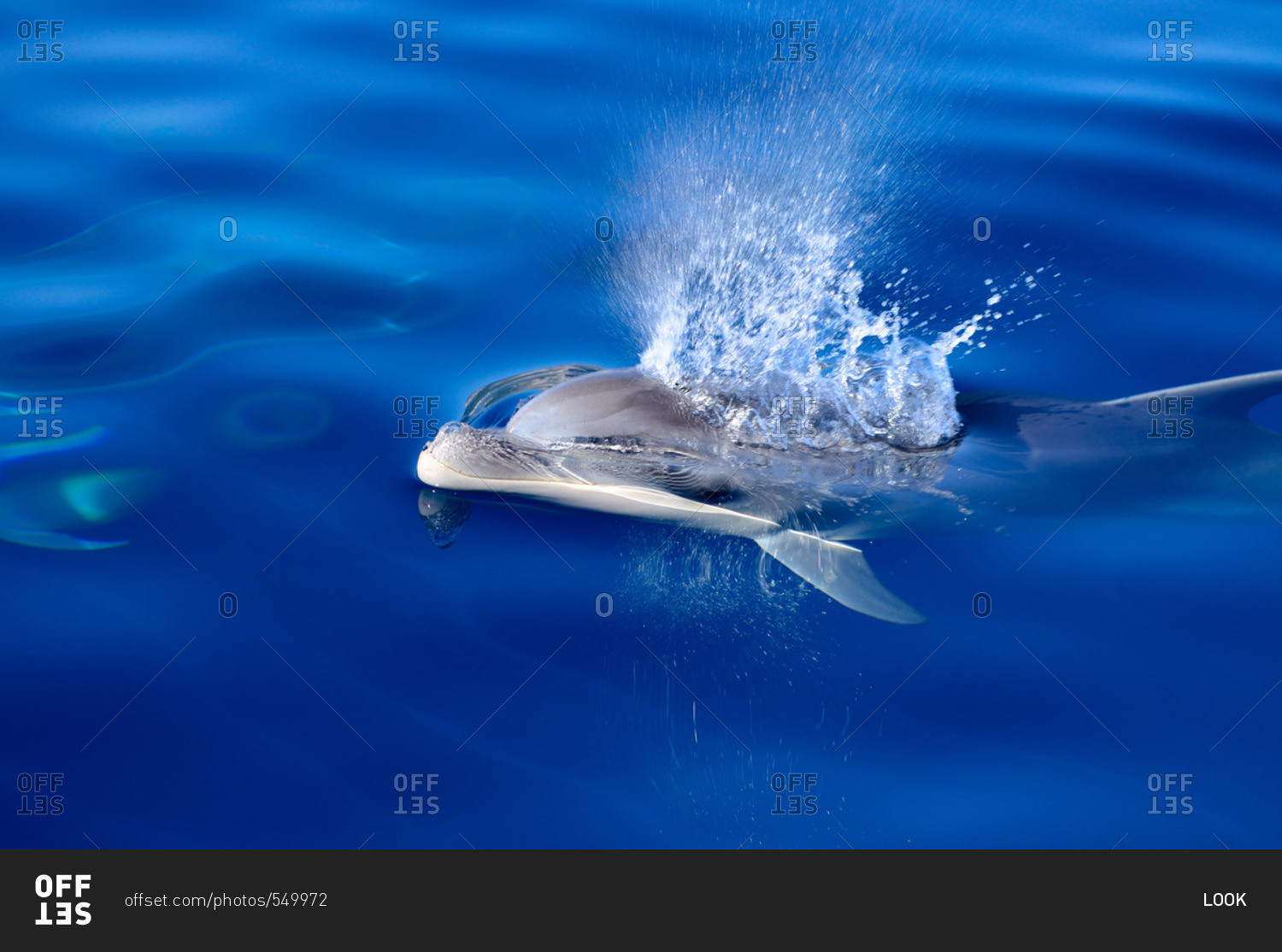 A bottlenose dolphin (Tursiops truncatus) breathing out through his blowhole, Mallorca, Balearic Islands, Spain, Europe