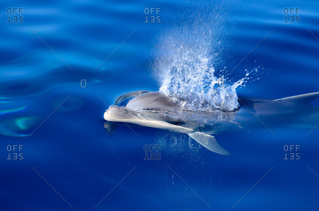 A bottlenose dolphin (Tursiops truncatus) breathing out through his blowhole, Mallorca, Balearic Islands, Spain, Europe