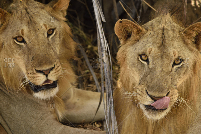 Male lions in Selous Nature Reserve, Tanzania, Africa
