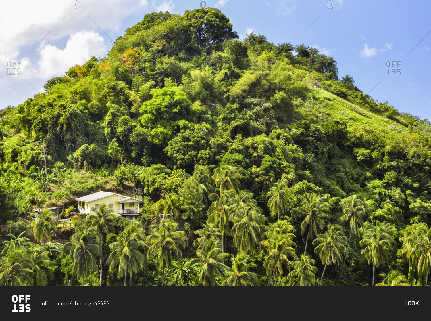 House on a hill in palm tree forest near Kingstown, St. Vincent, Saint Vincent and the Grenadines, Lesser Antilles, West Indies, Windward Islands, Antilles, Caribbean, Central America