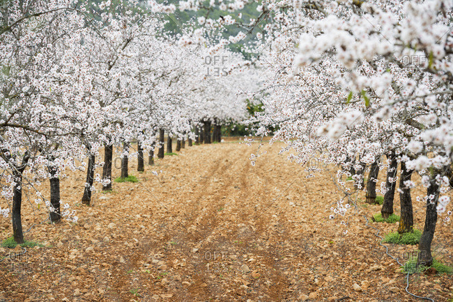 Blossoming almond trees, near Alaro, Majorca, Balearic Islands, Spain